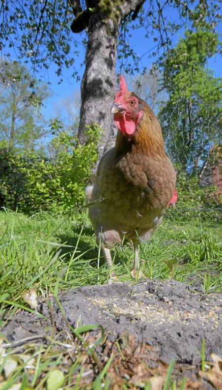 Aufs Huhn gekommen Image 5 Aufs Huhn gekommen Image 5