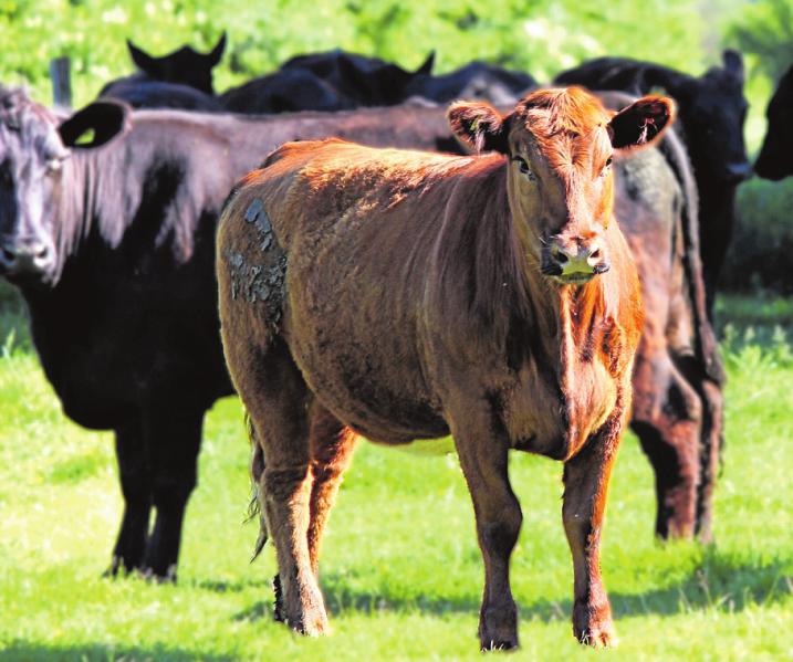 Extensive Haltung – Deutsch-Angus-Rinder vom Louisenhof