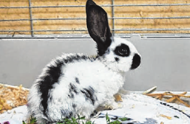 Harlekin. Der etwa acht Wochen alte Kaninchenbock der Art „Deutscher Riese“ wurde aus schlechter Haltung befreit.