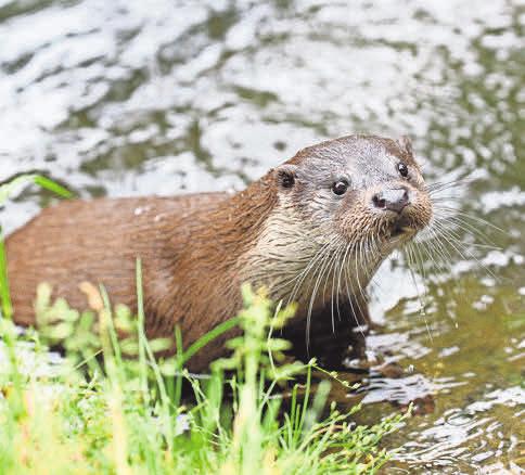 Im OTTER-ZENTRUM kann man den seltenen Fischotter aus der Nähe betrachten. Im OTTER-ZENTRUM kann man den seltenen Fischotter aus der Nähe betrachten.
