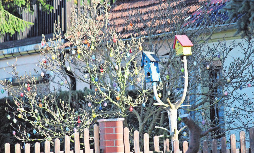 In der Dorfstraße in Radensleben haben die Zweige dieses Strauches viel zu tragen. In der Dorfstraße in Radensleben haben die Zweige dieses Strauches viel zu tragen.