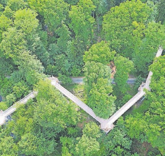 Der Baumwipfelpfad in Bad Iburg. Foto: Detief Fries Der Baumwipfelpfad in Bad Iburg. Foto: Detief Fries