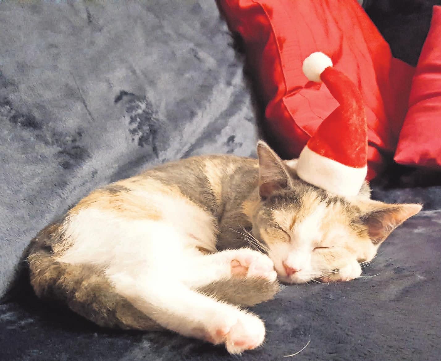 Auf ein friedliches Weihnachtsfest Auf ein friedliches Weihnachtsfest