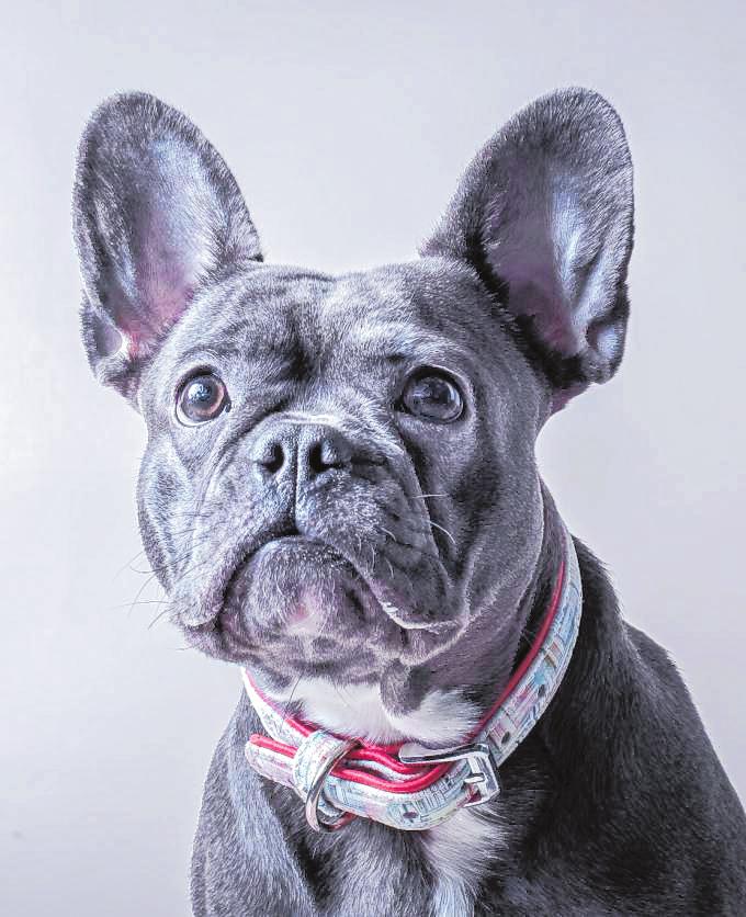 Fragender Blick: Im Zusammenleben mit dem Hund kann es auch zu Missverständnissen kommen. Die Vierbeiner reagieren übrigens am besten auf Gesten – wenn diese klar eingesetzt werden. BILD: ALEXANDRA DUSIN Fragender Blick: Im Zusammenleben mit dem Hund kann es auch zu Missverständnissen kommen. Die Vierbeiner reagieren übrigens am besten auf Gesten – wenn diese klar eingesetzt werden. BILD: ALEXANDRA DUSIN