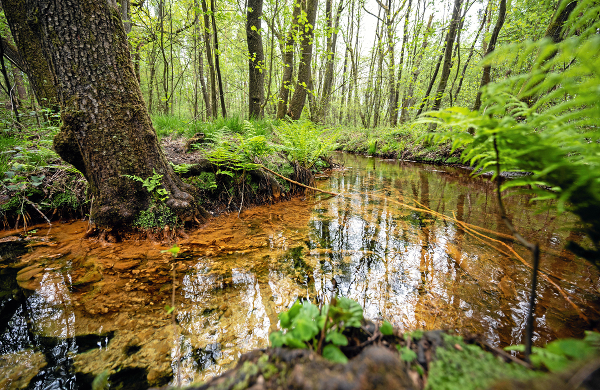 NATURSCHAUSPIEL Die Schwindequelle bei Soderstorf ist ein beliebtes Ausflugsziel für Einheimische und Touristen. Es ist die zweitwasserreichste Quelle Niedersachsens. NATURSCHAUSPIEL Die Schwindequelle bei Soderstorf ist ein beliebtes Ausflugsziel für Einheimische und Touristen. Es ist die zweitwasserreichste Quelle Niedersachsens.