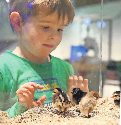 Die Kids sind beim Kükenschlüpfen begeisterte Zuschauer. Foto: Matthias Leitzke Die Kids sind beim Kükenschlüpfen begeisterte Zuschauer. Foto: Matthias Leitzke