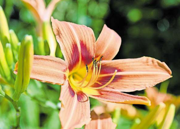Taglilie (Hemerocallis): Sie gehört zu den Klassikern im Duftgarten. Foto: Andrea Warnecke/dpa-tmn
