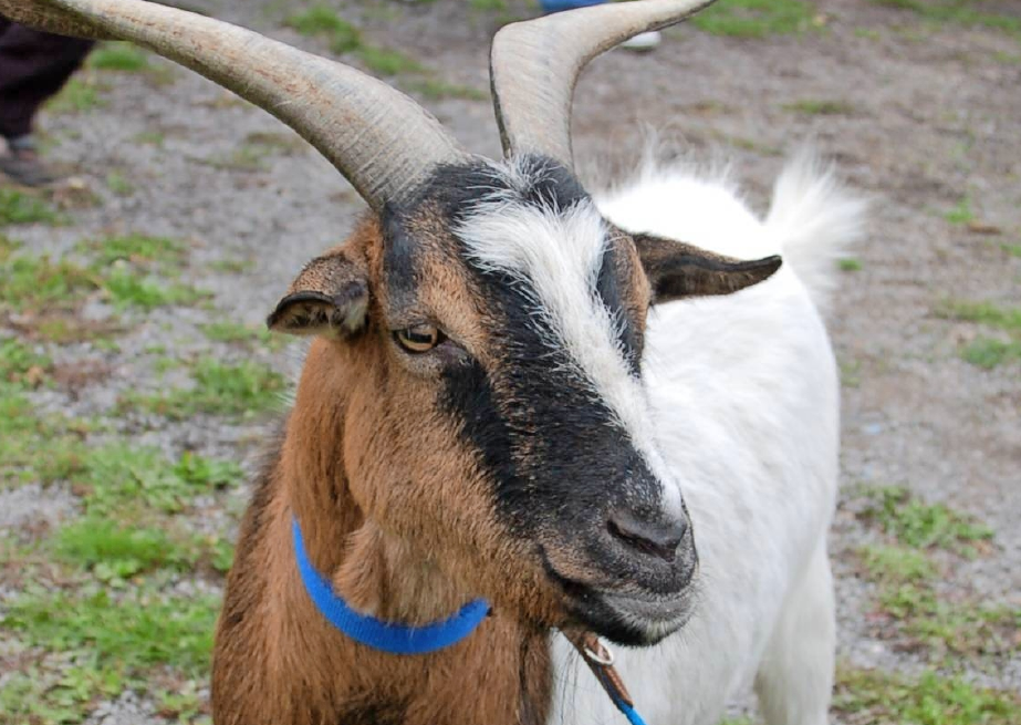 Die Geißburger aus der Bockstadt tragen ihren Uznamen mit Stolz: So ist beim alljährlichen Bockrennen oft ein tierisches Maskottchen mit dabei. Foto: Archiv/Pfäffle Die Geißburger aus der Bockstadt tragen ihren Uznamen mit Stolz: So ist beim alljährlichen Bockrennen oft ein tierisches Maskottchen mit dabei. Foto: Archiv/Pfäffle