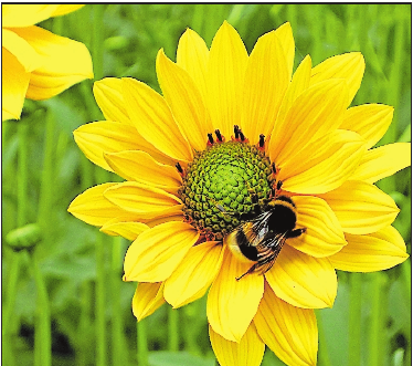 ... oder zu den Bienen. Fotos (3): TI/frei ... oder zu den Bienen. Fotos (3): TI/frei