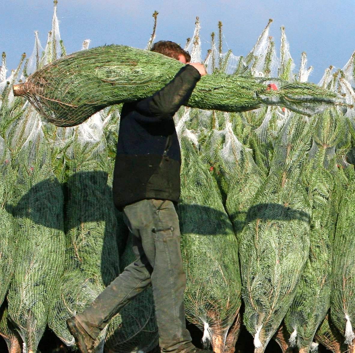 Jährlich werden in Deutschland 30 Millionen Christbäume verkauft. Wer lange Freude daran haben will, setzt auf frische geschlagene Tannen aus der Region. Foto: dpa Jährlich werden in Deutschland 30 Millionen Christbäume verkauft. Wer lange Freude daran haben will, setzt auf frische geschlagene Tannen aus der Region. Foto: dpa