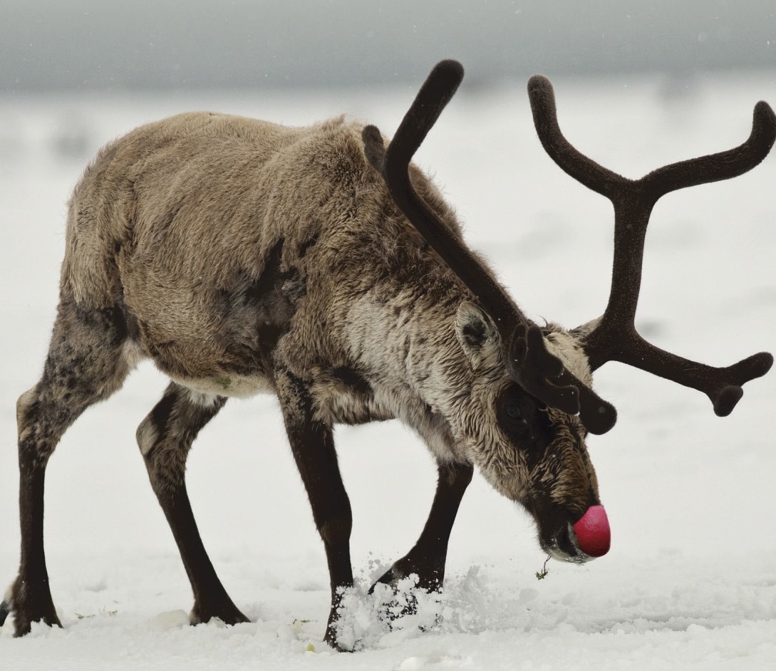 Rudolph, The Red-Nosed Reindeer - auch einer der Klassiker, die zu Weihnachten ein MUSS sind. Foto: Adobe Stock/Rich Lindie