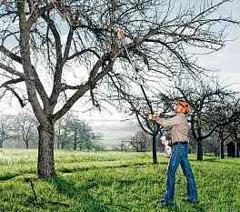 Wer seine Obstbäume frühzeitig lichtet, kann sich in der neuen Saison auf eine reiche Ernte freuen. Beim regionalen Fachmann sind solche Arbeiten in guten Händen. FOTO: DJD/STIHL Wer seine Obstbäume frühzeitig lichtet, kann sich in der neuen Saison auf eine reiche Ernte freuen. Beim regionalen Fachmann sind solche Arbeiten in guten Händen. FOTO: DJD/STIHL