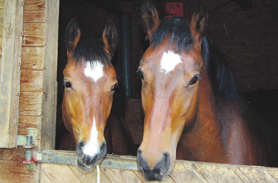 „Cash“ und „Lucy“ sind Freiberger, eine ursprünglich Schweizer Pferderasse. Die Fohlen haben ihr Glück in der Reitschule Schleushörn gefunden