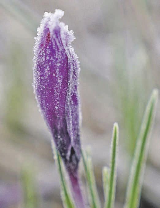 Selbst strenge Frostperioden oder Schnee können dem Safran-Krokus nichts anhaben. Foto: fluwel.de Selbst strenge Frostperioden oder Schnee können dem Safran-Krokus nichts anhaben. Foto: fluwel.de