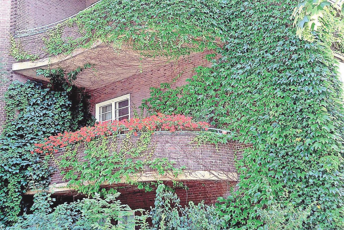 Wilder Wein an der Fassade. Foto: Busche Wilder Wein an der Fassade. Foto: Busche