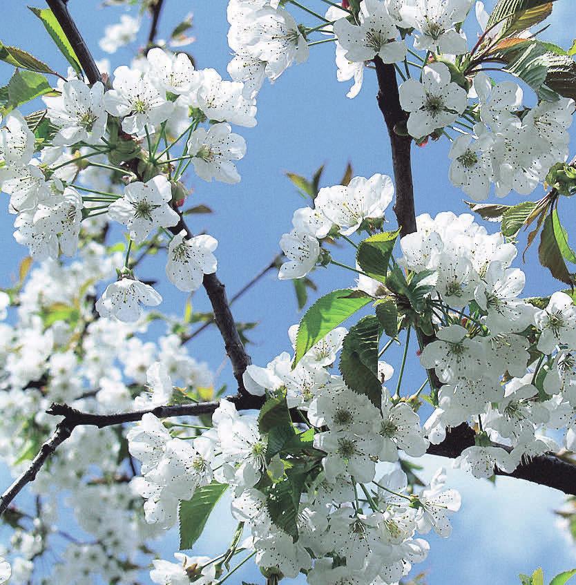 Kirschbäume tragen nicht nur leckere Früchte, ihre Blütenpracht ist zudem wunderschön. Foto: Pixabay.com Kirschbäume tragen nicht nur leckere Früchte, ihre Blütenpracht ist zudem wunderschön. Foto: Pixabay.com