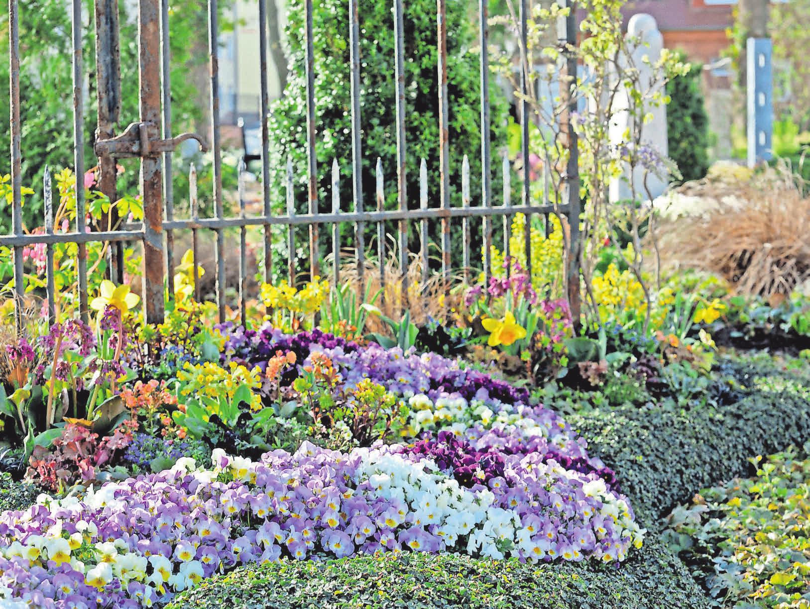 Eine farbenfrohe Pflanzenauswahl sorgt für eine frühlingshafte Stimmung auf dem Friedhof. Foto: djd/Margit Wild Eine farbenfrohe Pflanzenauswahl sorgt für eine frühlingshafte Stimmung auf dem Friedhof. Foto: djd/Margit Wild