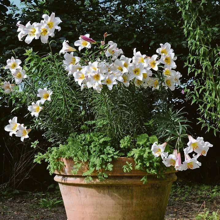 Lilien im Topf Die Kleinen unter den ganz Großen Wohnen