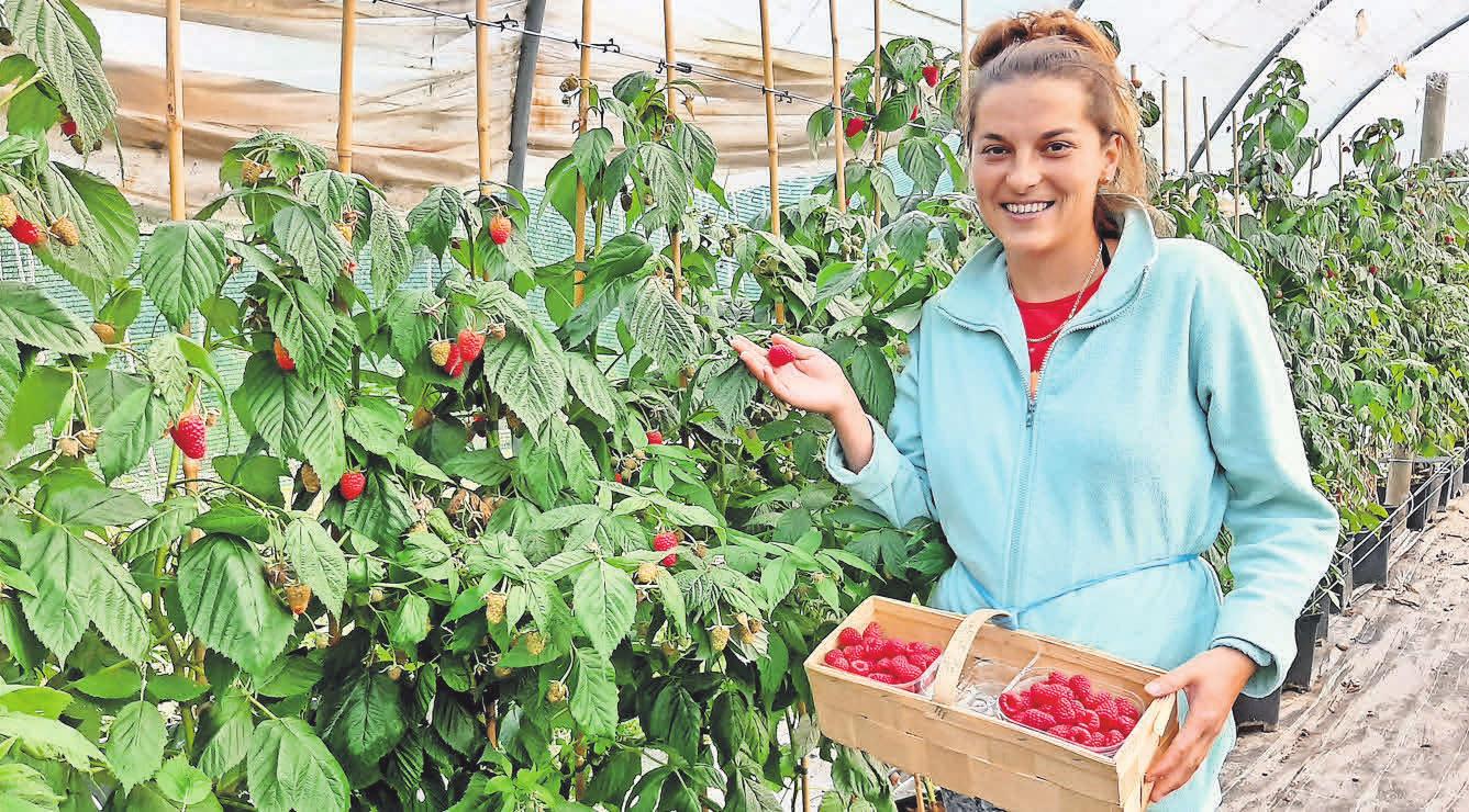 Die rumänische Saisonmitarbeiterin Edith Dumitra pflückt auf dem Nöhrenhof Himbeeren. Die rumänische Saisonmitarbeiterin Edith Dumitra pflückt auf dem Nöhrenhof Himbeeren.