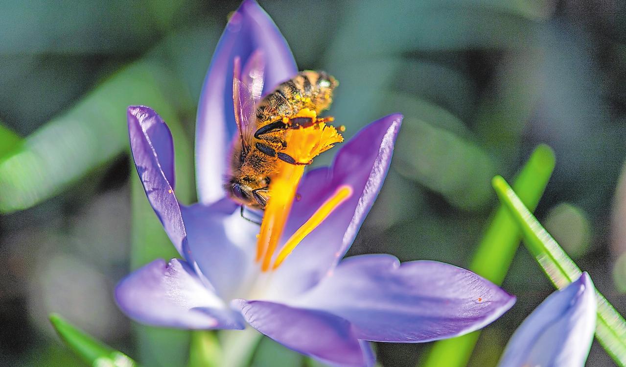 Schlaraffenland für Insekten