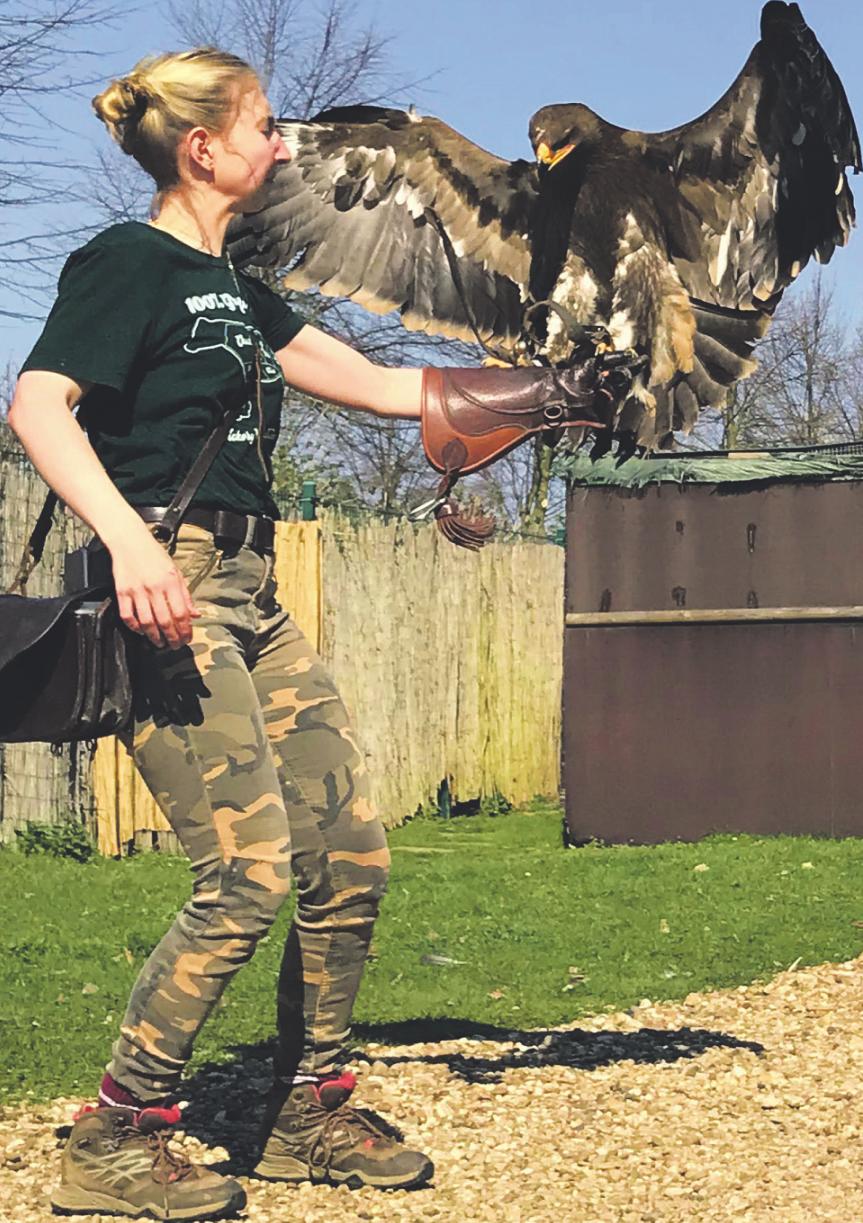 Falknerin Antonia Gernot empfängt Steppenadler Attila beim Landeanflug. Foto: Büge Falknerin Antonia Gernot empfängt Steppenadler Attila beim Landeanflug. Foto: Büge
