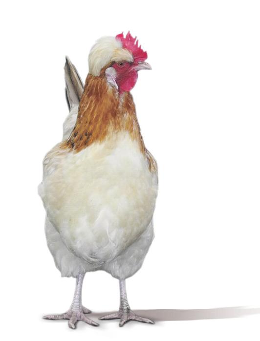 Geflügel, das länger lebt, ist deutlich schmackhafter Bild: Klaus Pehle Geflügel, das länger lebt, ist deutlich schmackhafter Bild: Klaus Pehle