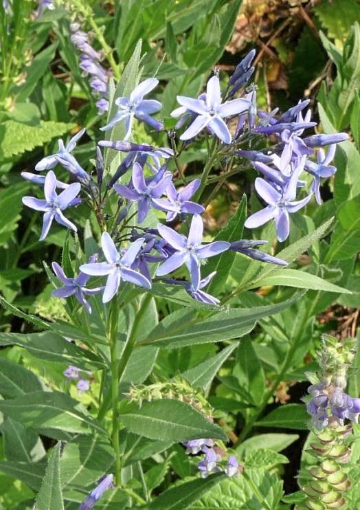Im Frühsommer ist der Blausternbusch eine wahre Gartenzierde. Im Frühsommer ist der Blausternbusch eine wahre Gartenzierde.