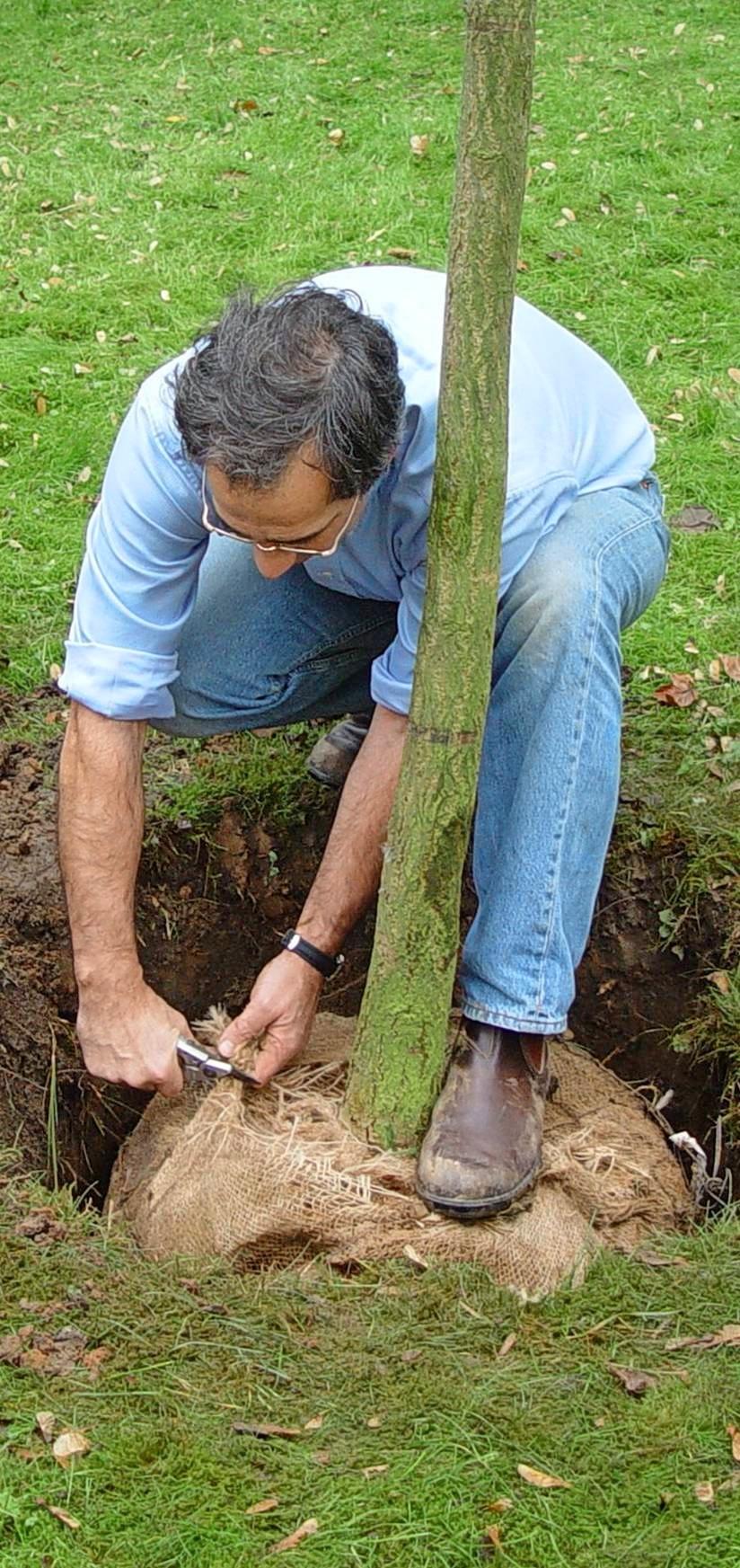 Kompost oder Hornspäne im Pflanzloch sorgen für reichlich Nährstoffe. Kompost oder Hornspäne im Pflanzloch sorgen für reichlich Nährstoffe.