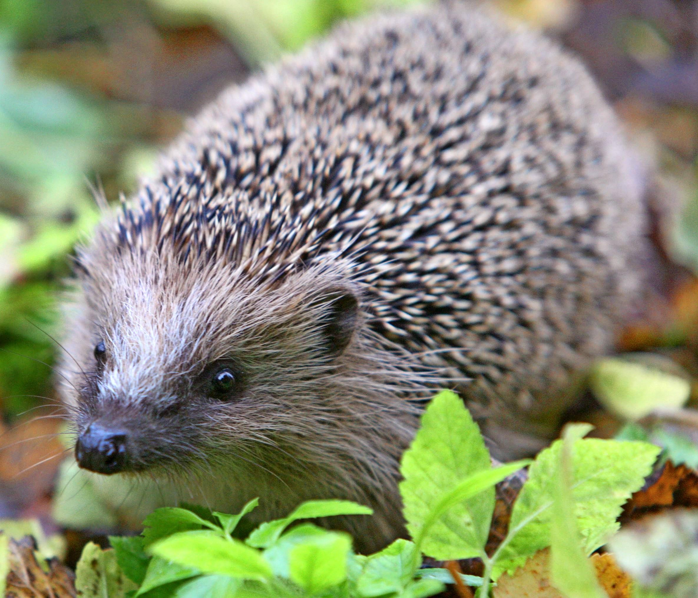 Wer Igel in seinem Garten willkommen heißen mag, kann einiges dafür tun, dass sich die stacheligen Tierchen dort auch wohlfühlen. Foto: dpa Wer Igel in seinem Garten willkommen heißen mag, kann einiges dafür tun, dass sich die stacheligen Tierchen dort auch wohlfühlen. Foto: dpa