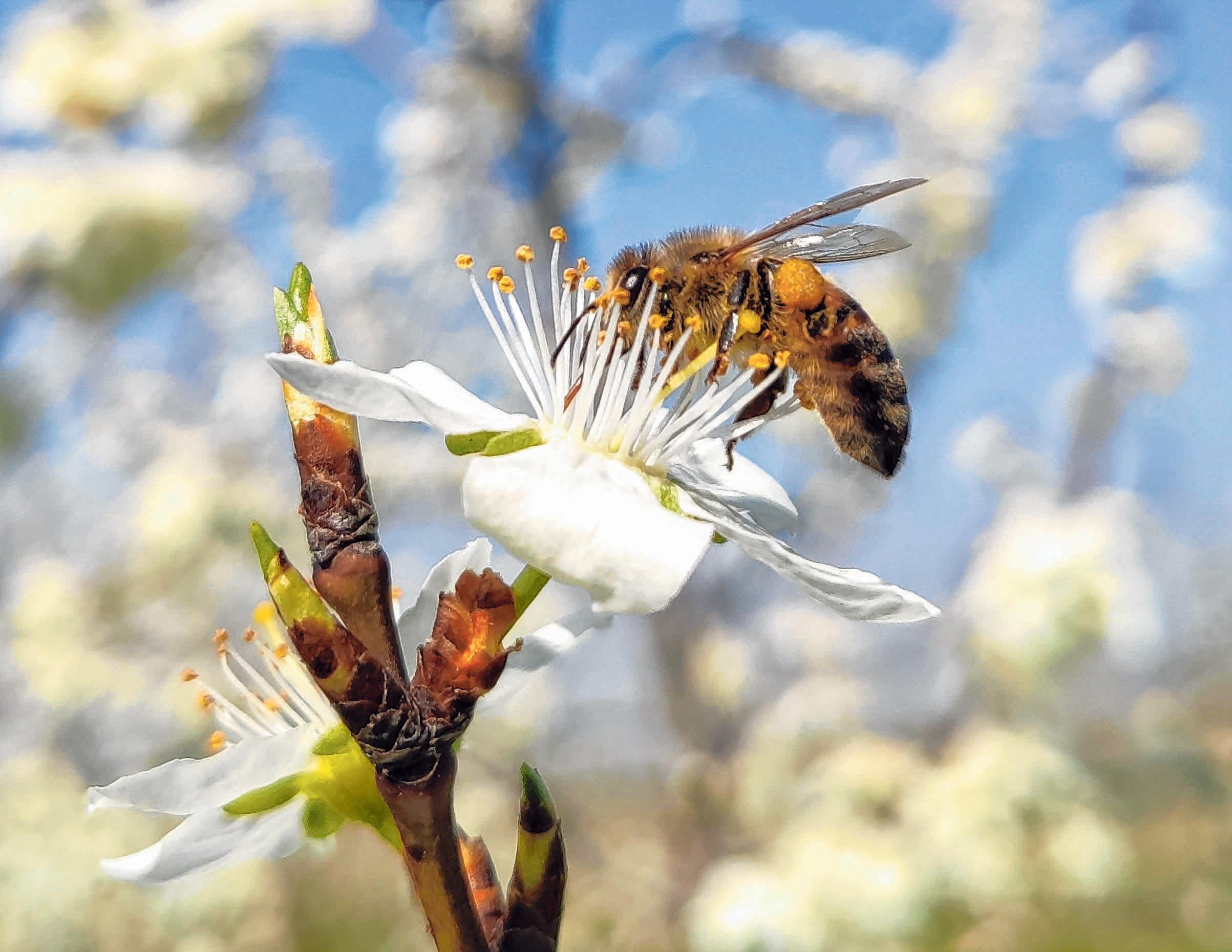 Eine Biene sammelt Blütenpollen. Bei den bald frühlingshaften Temperaturen blühen viele Blüten an den Bäumen. Foto: Patrick Seeger/dpa Eine Biene sammelt Blütenpollen. Bei den bald frühlingshaften Temperaturen blühen viele Blüten an den Bäumen. Foto: Patrick Seeger/dpa