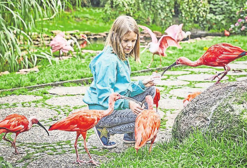 In der Freiflughalle kommen die Besucher den Vögeln ganz nah. In der Freiflughalle kommen die Besucher den Vögeln ganz nah.
