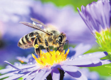 FOTO: SHUTTERSTOCK/MMCEZ FOTO: SHUTTERSTOCK/MMCEZ