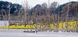 Weil sich durch die Wiedervernässung das Grundwasserregime ändert, sterben die bäume in der Großen Rosin ab. ©: Hartmut Nieswandt Weil sich durch die Wiedervernässung das Grundwasserregime ändert, sterben die bäume in der Großen Rosin ab. ©: Hartmut Nieswandt