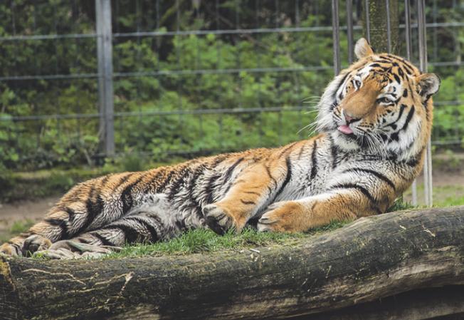 Der Tiger des Kölner Zoos hat ein neues Gehege bekommen. Bild: W. Scheurer Der Tiger des Kölner Zoos hat ein neues Gehege bekommen. Bild: W. Scheurer