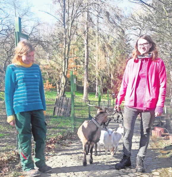 Azubi Stefanie Conrad und Föjtlerin Jessica Bernd haben viel Spaß mit den afrikanischen Zwergziegen im Elbe-Tier-Park Hebelei. Foto: Elbetierpark Azubi Stefanie Conrad und Föjtlerin Jessica Bernd haben viel Spaß mit den afrikanischen Zwergziegen im Elbe-Tier-Park Hebelei. Foto: Elbetierpark