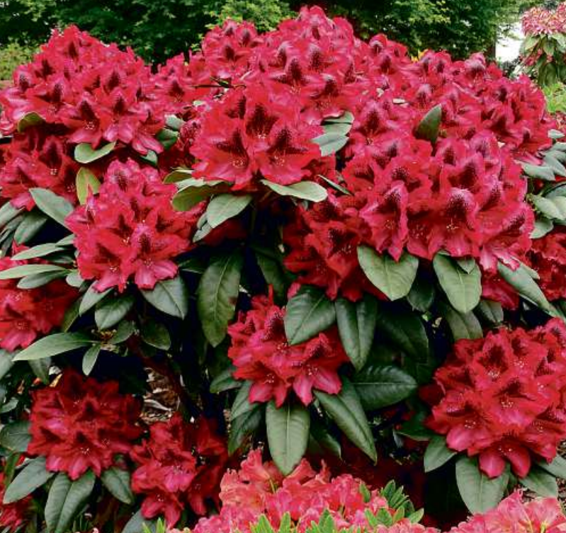 Ihren richtige Name erhält die Rhododendronzüchtung von John Langley am Sonnabend, 7. Mai.