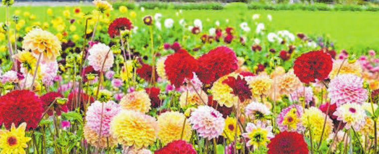 Farbenprächtig: Dahlien haben jetzt Saison. FOTO: FLUWEL Farbenprächtig: Dahlien haben jetzt Saison. FOTO: FLUWEL