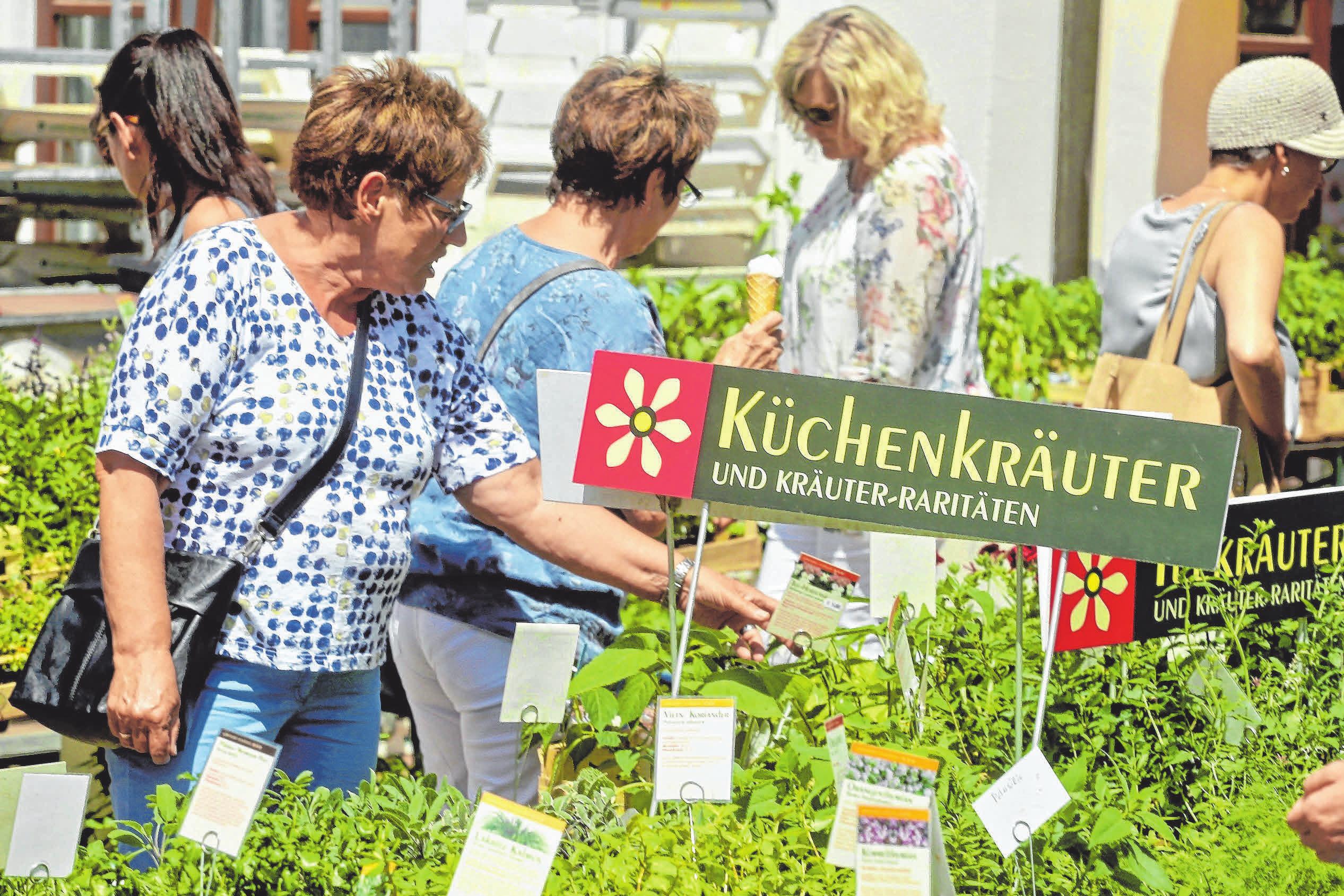 Das Angebot an Küchenkräutern ist groß und nicht nur das. FOTO: FERDINAND LEINECKER Das Angebot an Küchenkräutern ist groß und nicht nur das. FOTO: FERDINAND LEINECKER