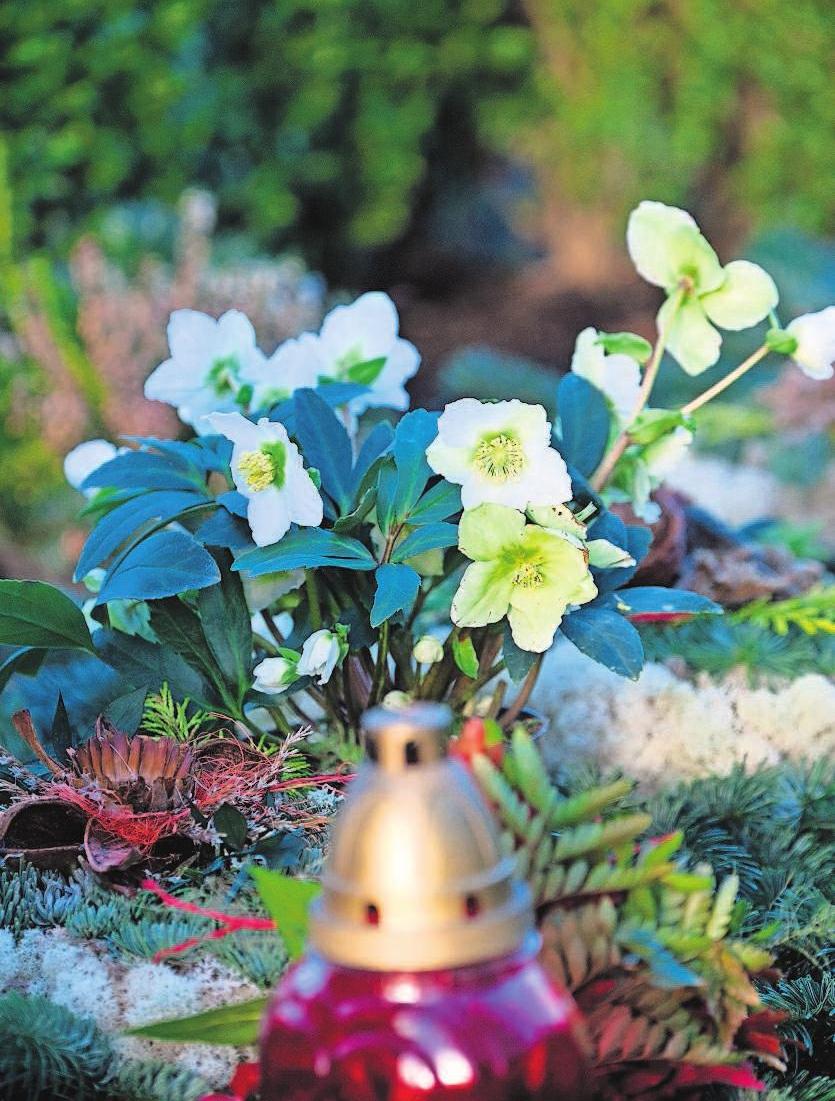 Christrosen setzen im Winter schöne Akzente. Christrosen setzen im Winter schöne Akzente.