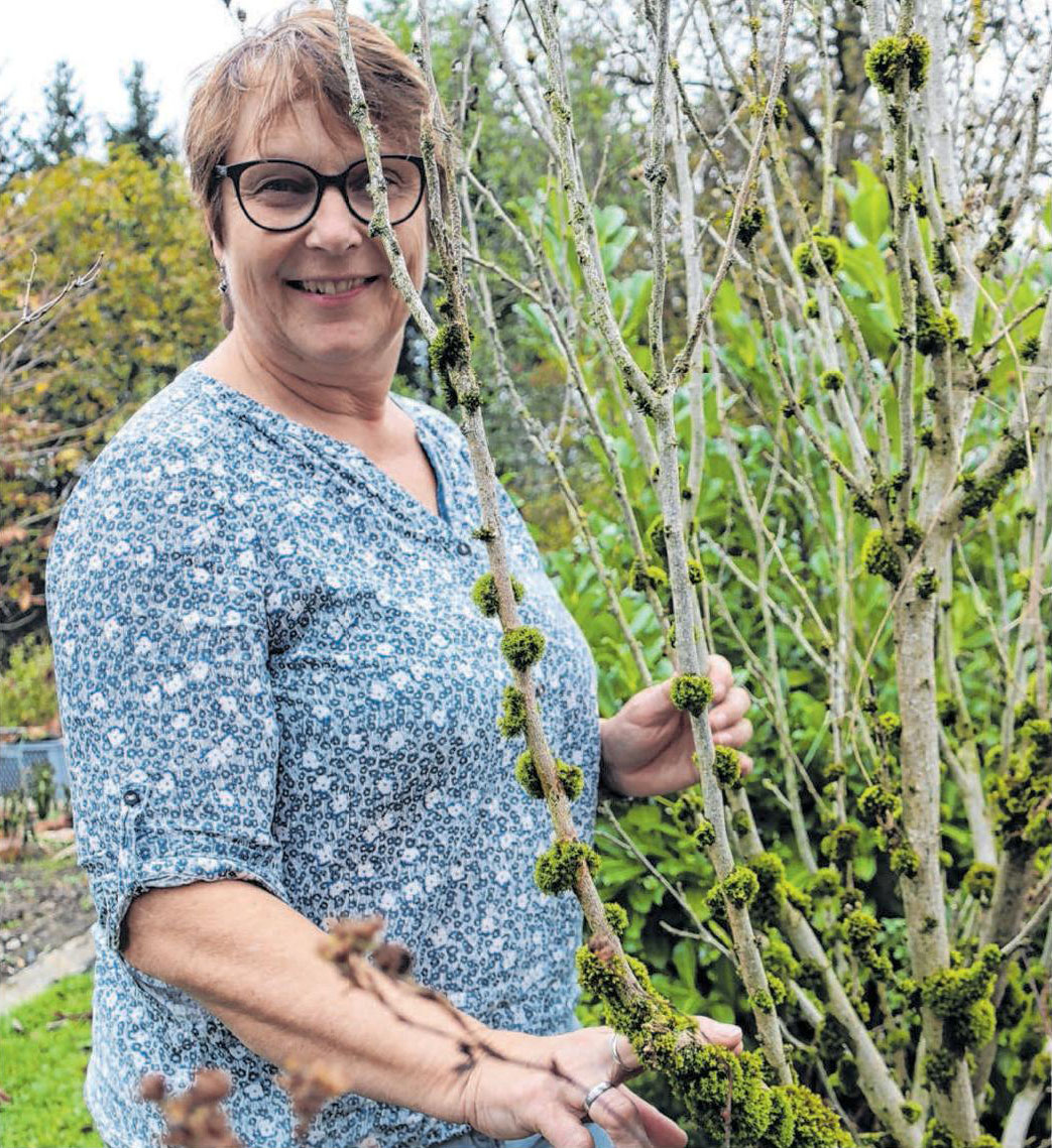 Ingrid Fischer an der Hecke. Im Geäst haben sich Moose und Flechten angesiedelt – Indikatoren für gute Luft. Foto: Elisabeth Schweikert Ingrid Fischer an der Hecke. Im Geäst haben sich Moose und Flechten angesiedelt – Indikatoren für gute Luft. Foto: Elisabeth Schweikert