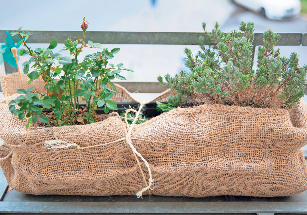 EINGEPACKT DURCH DEN WINTER: Viele Pflanzen auf der Terrasse sollten Hobbygärtner in der kalten Jahreszeit nicht sich selbst überlassen. EINGEPACKT DURCH DEN WINTER: Viele Pflanzen auf der Terrasse sollten Hobbygärtner in der kalten Jahreszeit nicht sich selbst überlassen.