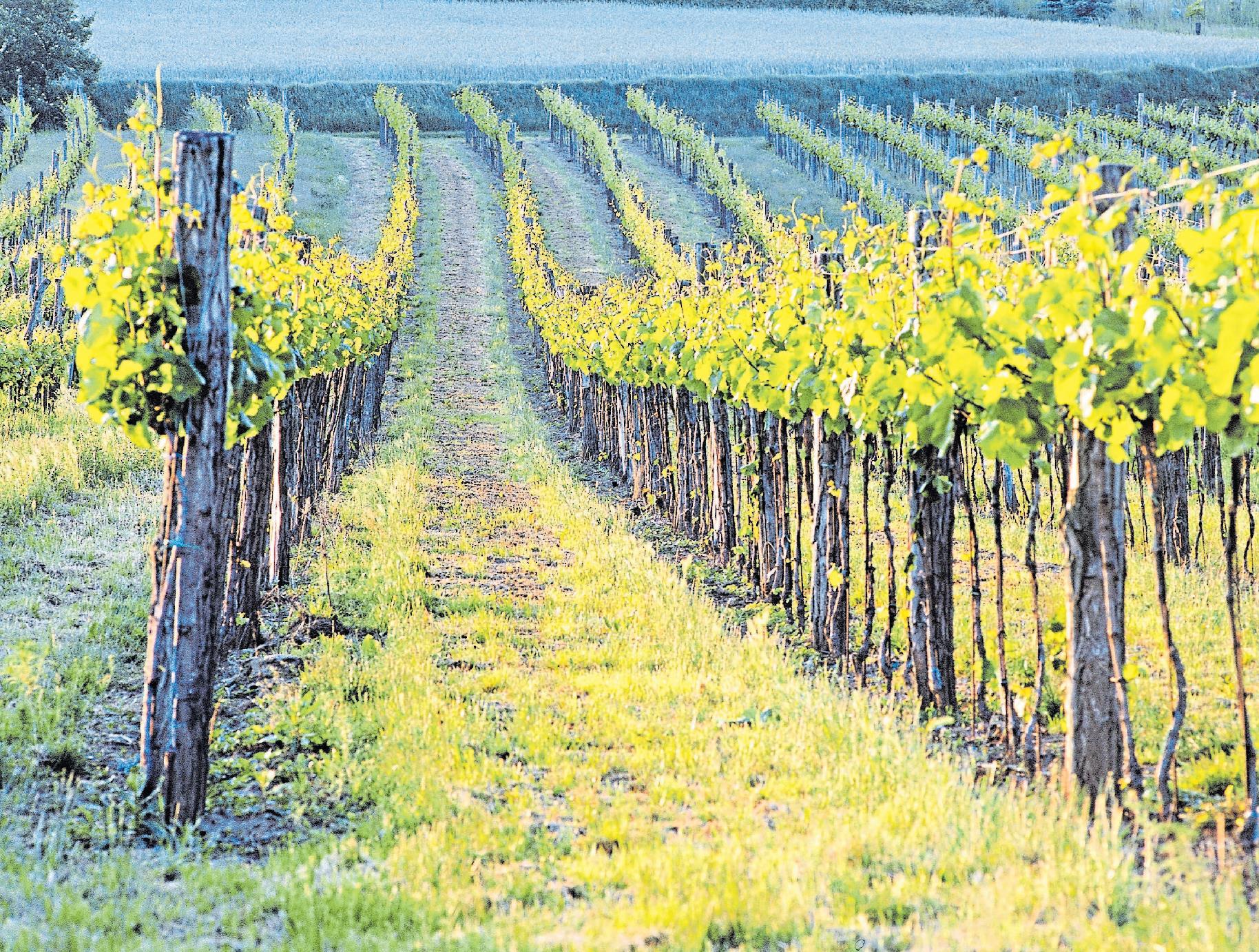 In Weinbergen, die organisch-biologisch und biologisch-dynamisch bewirtschaftet werden, kommen keine chemischen Pestizide zum Einsatz.