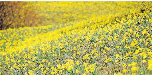 Frühlingsbeginn in Ostbelgien: ein Meer aus wilden Narzissen. Foto: ostbelgien.eu Frühlingsbeginn in Ostbelgien: ein Meer aus wilden Narzissen. Foto: ostbelgien.eu