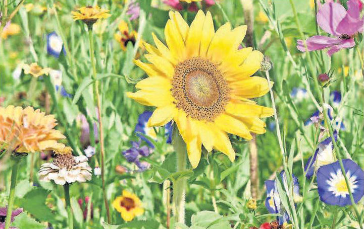 Die Sonnenblume ist ein Inbefriff für die warme Jahreszeit und verschönert jeden Garten. Die Sonnenblume ist ein Inbefriff für die warme Jahreszeit und verschönert jeden Garten.