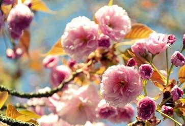 Schnell wachsende Bäume wie die Japanische Nelkenkirsche sorgen nach wenigen Jahren schon für die gewünschte Optik. FOTO: PIXABAY.COM/BUND DEUTSCHER BAUMSCHULEN E.V./AKZ-O Schnell wachsende Bäume wie die Japanische Nelkenkirsche sorgen nach wenigen Jahren schon für die gewünschte Optik. FOTO: PIXABAY.COM/BUND DEUTSCHER BAUMSCHULEN E.V./AKZ-O