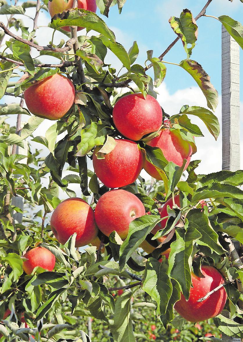Wird ab Anfang Oktober geerntet, lässt sich von November bis in den Mai genießen und eignet sich gut als Bratapfel: Pinova. Foto: frei Wird ab Anfang Oktober geerntet, lässt sich von November bis in den Mai genießen und eignet sich gut als Bratapfel: Pinova. Foto: frei