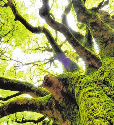 Wer Fantasie mitbringt, wird reich belohnt – der Zauberwald von Brocéliande lebt von und in der Vorstellungswelt der Besucher. FOTO: YVON BOELLE/BRTC Wer Fantasie mitbringt, wird reich belohnt – der Zauberwald von Brocéliande lebt von und in der Vorstellungswelt der Besucher. FOTO: YVON BOELLE/BRTC