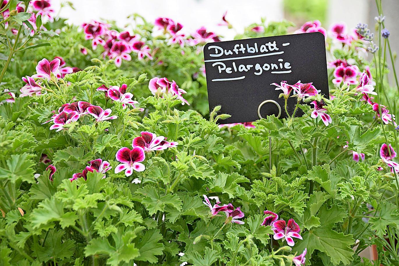 Duftende Blumenpracht sucht Käufer. FOTO: H. SIEBOLD