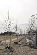 Auch die Amberbäume entlang der Straße Jungborn (Frohme- bis Heidlohstraße) sind bereits gepflanzt