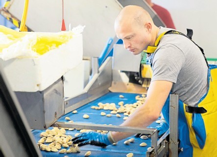 Die Venusmuscheln aus Irland werden in Yerseke mehrmals gesäubert und per Hand einzeln kontrolliert
